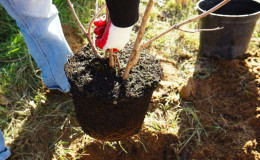 A step-by-step guide to planting a closed-root apple tree in summer