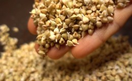 What is the difference between green buckwheat and ordinary buckwheat, which is healthier