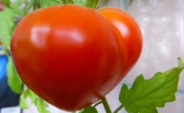 Tomato