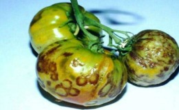 We recognize the enemy by sight and effectively fight him: tomato streak and the best methods of treating this scourge