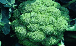 The best varieties and hybrids of broccoli cabbage for Siberia and features of their cultivation