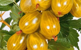Medium early gooseberry variety Honey