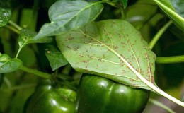 How to effectively deal with aphids on pepper without harming the crop