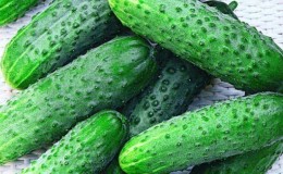 How to properly grow Claudia f1 cucumbers to break yield records
