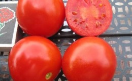 We grow a rich harvest of Solerosso ultra-early tomatoes and protect it from pests and diseases