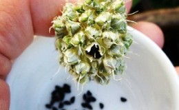 How to grow Nigella onions from seeds