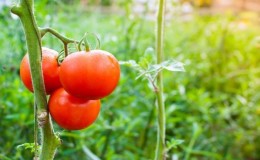 A gift from Dutch breeders - tomato 
