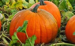 Large-fruited variety with a positive name - pumpkin