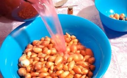 What to soak onions before planting before winter, and whether it is necessary to do it
