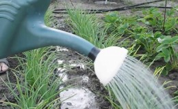 How to properly water onions in the open field and in the greenhouse