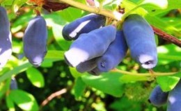 A tall, early-ripening variety of edible honeysuckle
