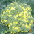 What to do if broccoli is blooming and how to properly grow cabbage to prevent it