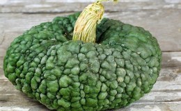 Delicious variety, suitable for long-term storage and consumption raw - pumpkin