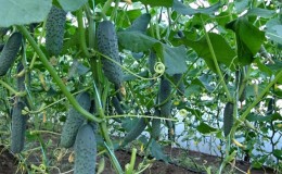 What to do if the leaves of cucumbers in the greenhouse turn yellow and how to prevent it