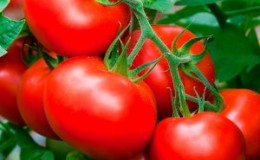 How to grow a tomato