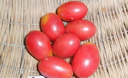 A rich harvest of small plum tomatoes from each bush - the