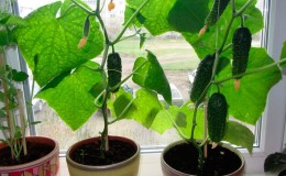 How to grow cucumbers on the windowsill in winter