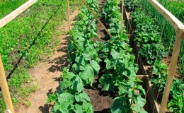 We save cucumbers from diseases and pests: important recommendations