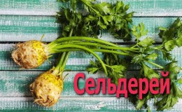 Why celery root is useful and how to use it correctly