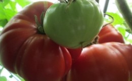 A giant tomato, the size of the fruit of which is amazing - we grow our own tomato