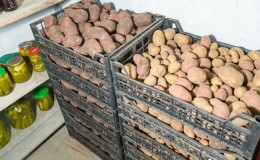 How to store potatoes correctly and what temperature they withstand
