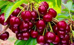 Characteristics and description of