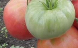 Large-fruited variety with delicate taste for dietary nutrition -