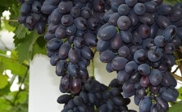 Early Moldovan grape variety Codreanca with large, tasty berries