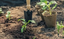 Pepper planting rules: preparatory stage, timing and nuances of the process