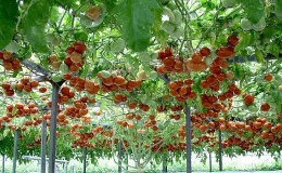Octopus is a real tomato tree with a giant harvest