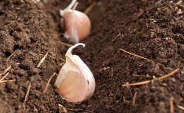 We protect the future harvest from pests and diseases - proper processing of garlic before planting