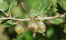Powdery mildew on gooseberries: signs, causes of appearance, control measures, prevention