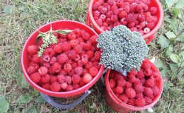 Raspberry varieties for the middle lane