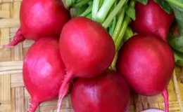 A productive and not picky in care variety of Duro radish
