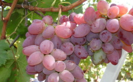Red rose grape hybrid - features of care and cultivation