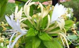 Features and rules for growing Japanese honeysuckle (varieties Aureoreticulata, Haliana, Purpurea, Variegated)