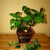 How to properly prune a tangerine tree at home: step by step instructions