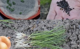Step-by-step guide to growing onions from seeds in one season without the hassle