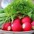 What vitamins are in radishes and how are they useful for health