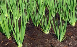 Step-by-step guide to replanting and caring for Batun onions in the fall