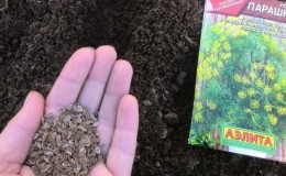 How to properly plant parsley and dill before winter, and when is it best to do it