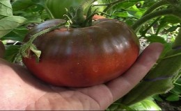 Why black tomatoes are so attracted to summer residents