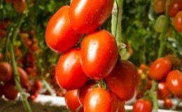 How to grow a tomato