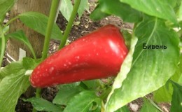 Review of thick-walled and high-yielding pepper