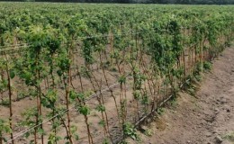 How to properly plant raspberries in the fall and take care of them further