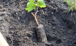 Step-by-step instructions for planting grape seedlings in summer for beginner winegrowers