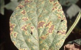 How to identify and get rid of tomato septoria disease: effective remedies and alternative methods of treatment