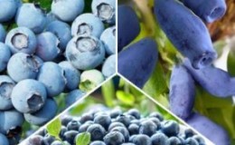 What is the Difference Between Blueberry and Honeysuckle - How to Distinguish Them