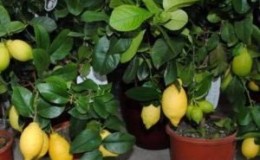 Instructions for the care of Pavlovsk lemon at home