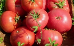 A variety with an amazing taste that you will definitely love - the Raspberry Giant tomato